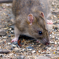 Rodent Control Glasgow
