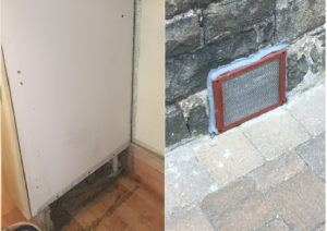 Rodent Control Glasgow