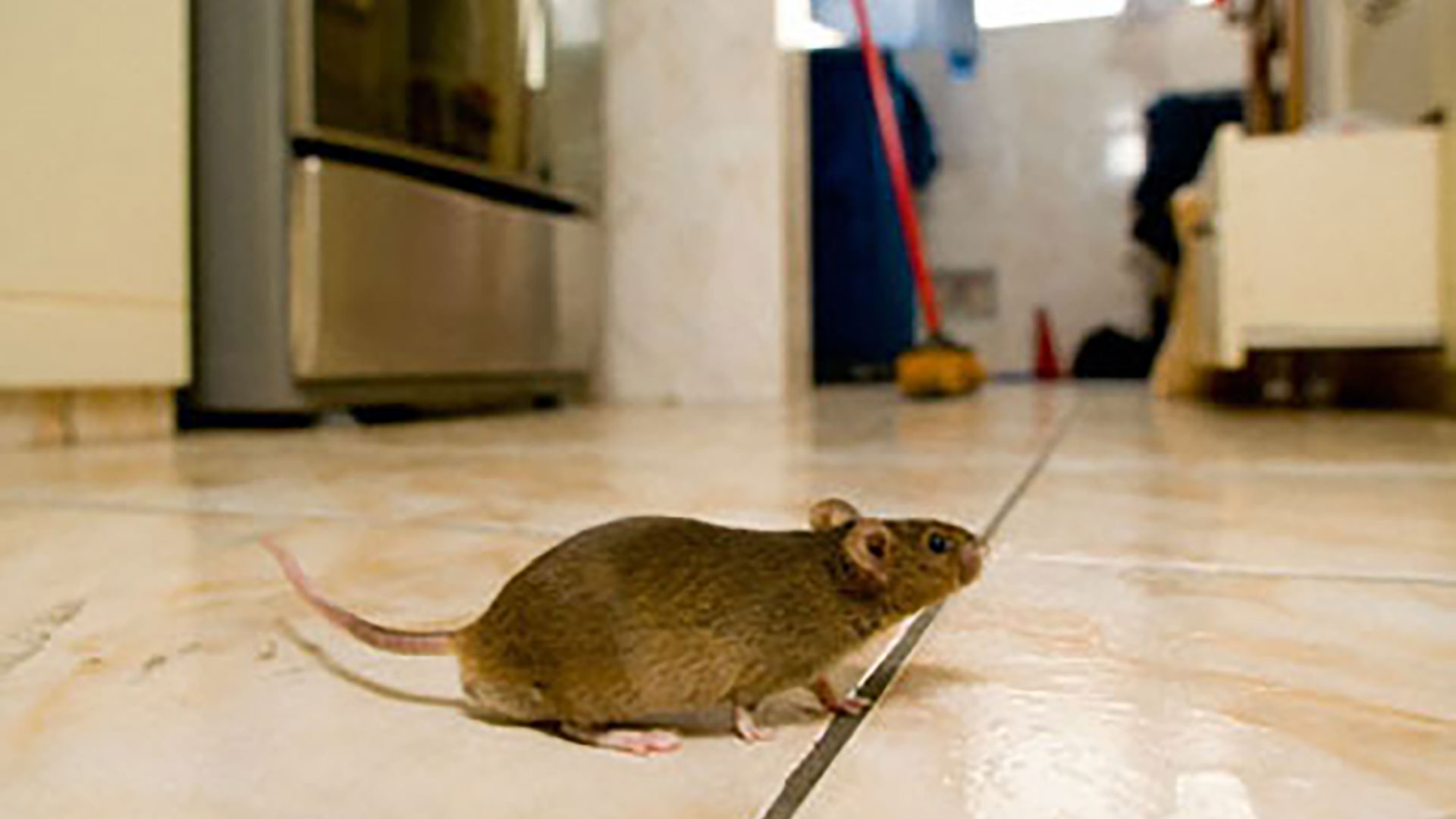 Effective Mouse Pest Control Services in Glasgow